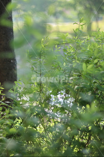 조팝나무,봄,빛,아침,연두,식물,자연,plants,nature