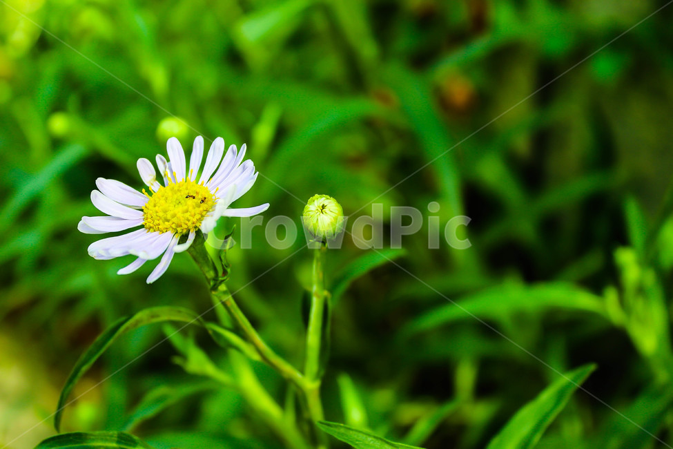 꽃,민들레,봄,자연,flower,spring,nature,식물,자연,plants,nature,꽃,flower