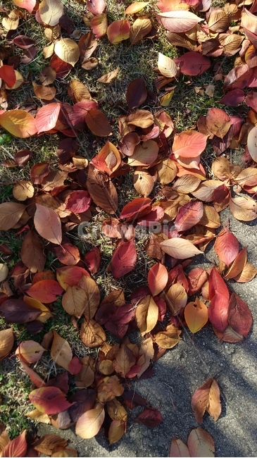 가을,낙엽,빨간,fallenleaves,fall,햇살,분위기,단풍,leaf,red,sunshine,autumn,나뭇잎,식물,plant,땅,ground,따스한,감성