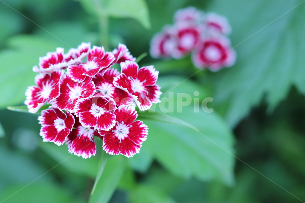 꽃,정원,자연,빨간,아름다운,식물,자연,plants,nature,꽃,flower