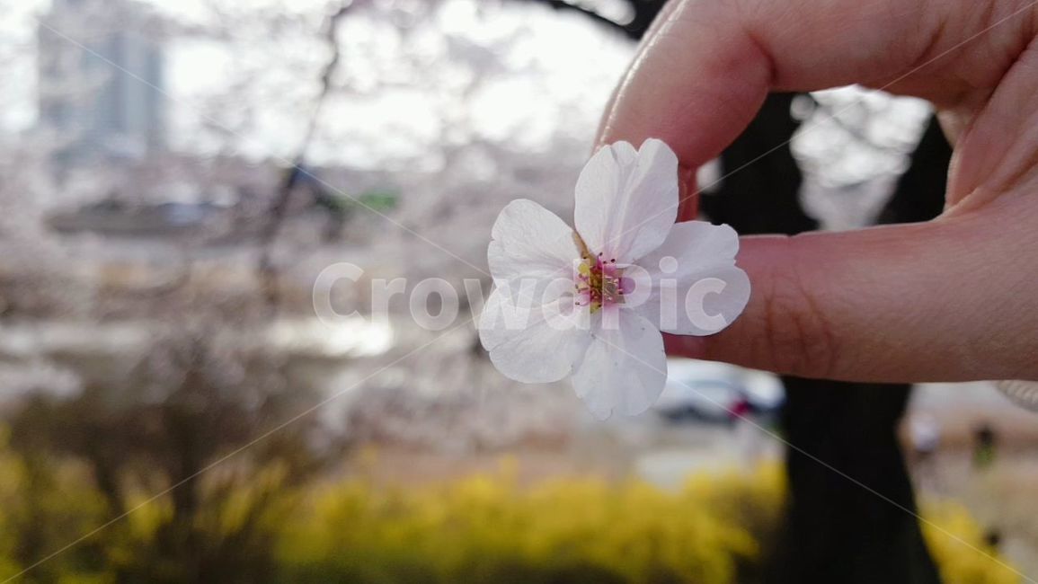 blossom,flower,식물,plant,벚꽃,꽃,cherryblossom