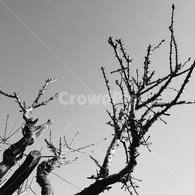 나무,엄나무,tree,plant,가시나무