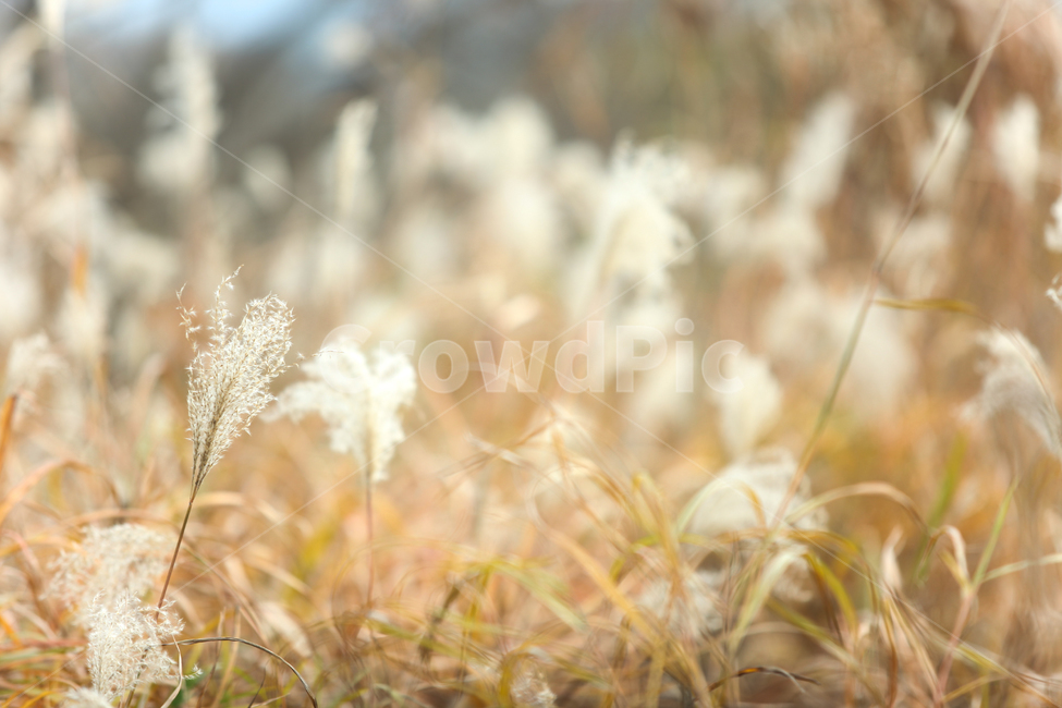 가을,가을풍경,가을갈대,갈대,갈대숲,자연,계절,fallautumnseason,식물,plants,가을,계절,fall,autumn,season,식물,자연,plants,nature,grass,잔디,plant,lawn