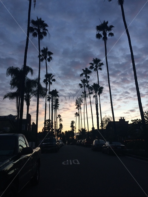 landscape,풍경,nightview,야자수,하늘,밤,palmtree,sky,california,캘리포니아,미국,서부