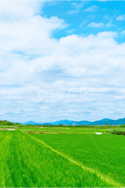 자연,농촌,하늘,농사,구름,논,시골,벼,nature,sky,cloud,ricefield,풍경,landscape,산업,industry,industrial,농업,농사,agriculture,farming,farming industry