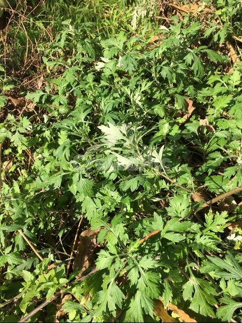 plant,식물,허브,herbs,쑥,땅,흙,풀