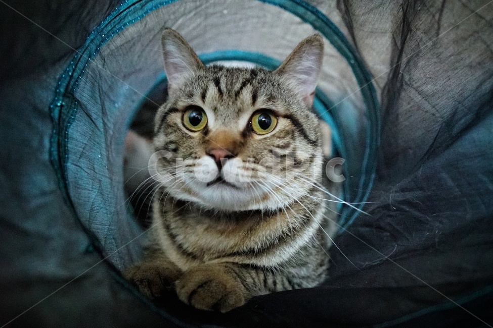 고양이,사냥,눈빛,얼굴,휴식,동물,animal,포유류,mammal,고양이,cat,kitten,kitty