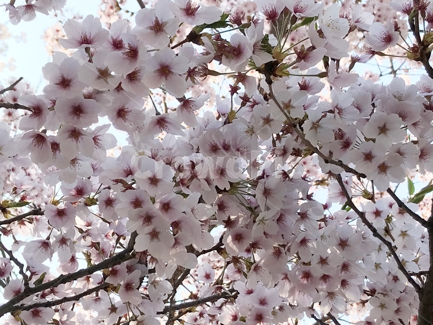 봄,벚꽃,꽃,사쿠라,spring,flower,season,cherry,pink,blossom,nature,blooming,branch,beautiful,sky,sakura,garden,tree,blue,하늘,자연,풍경,봄꽃,파랑,파란하늘,분홍