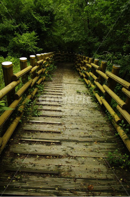 길,나무,숲,제주,식물,자연,풍경,nature,landscape,path,통로,walkway,보도,bridge,다리,boardwalk,산책로,building,건물,banister,난간,handrail,wood,railing