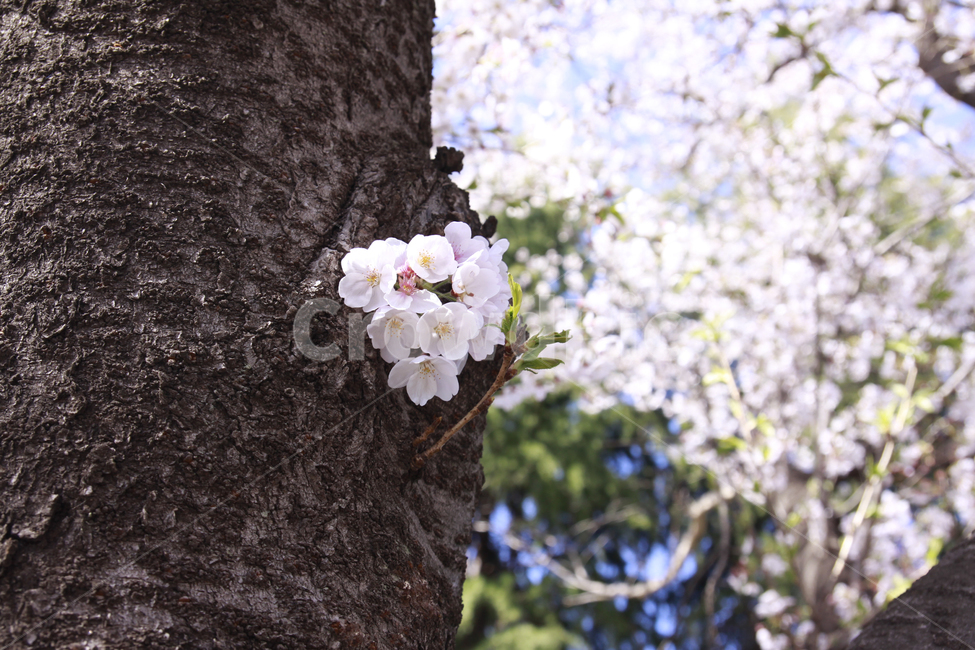 벚꽃,봄,하늘,바탕화면,배경화면,자연,계절,plants,nature,spring,season,flaower,봄,계절,spring,season,식물,자연,plants,nature,꽃,flower,plant