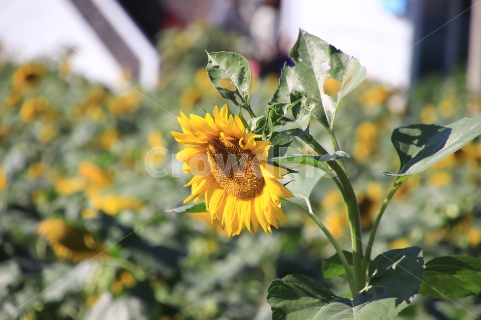꽃,가을,해바라기,태양,노랑,여름,계절,summer,season,식물,자연,plants,nature,꽃,flower,plant,blossom