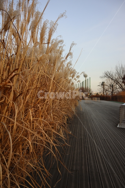 식물,갈대,하늘,갈대잎,reeds