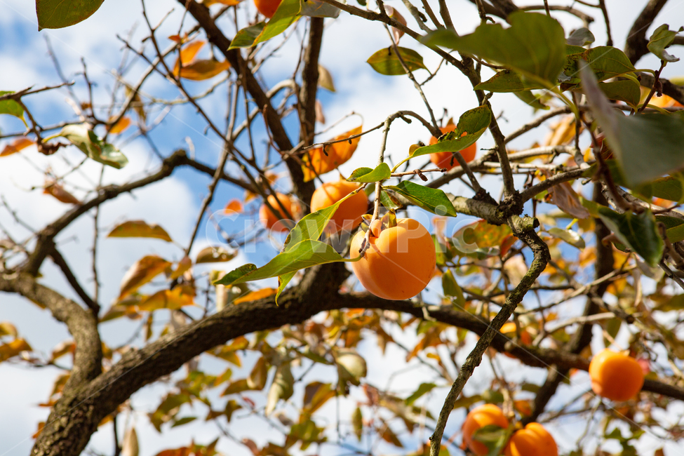 가을,감나무,가을하늘,가을감,과일,가을과일,추석,식물,자연,plants,nature,과일,열매,fruit