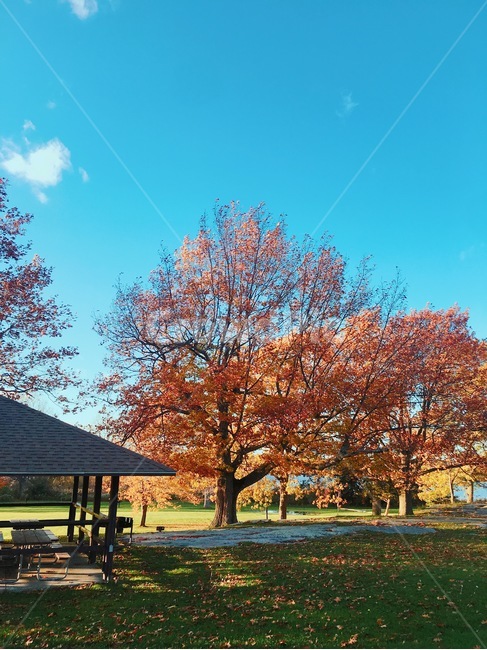 가을,나무,autumn,fall,tree,가을풍경,미국,usa,park,공원,단풍,foliage