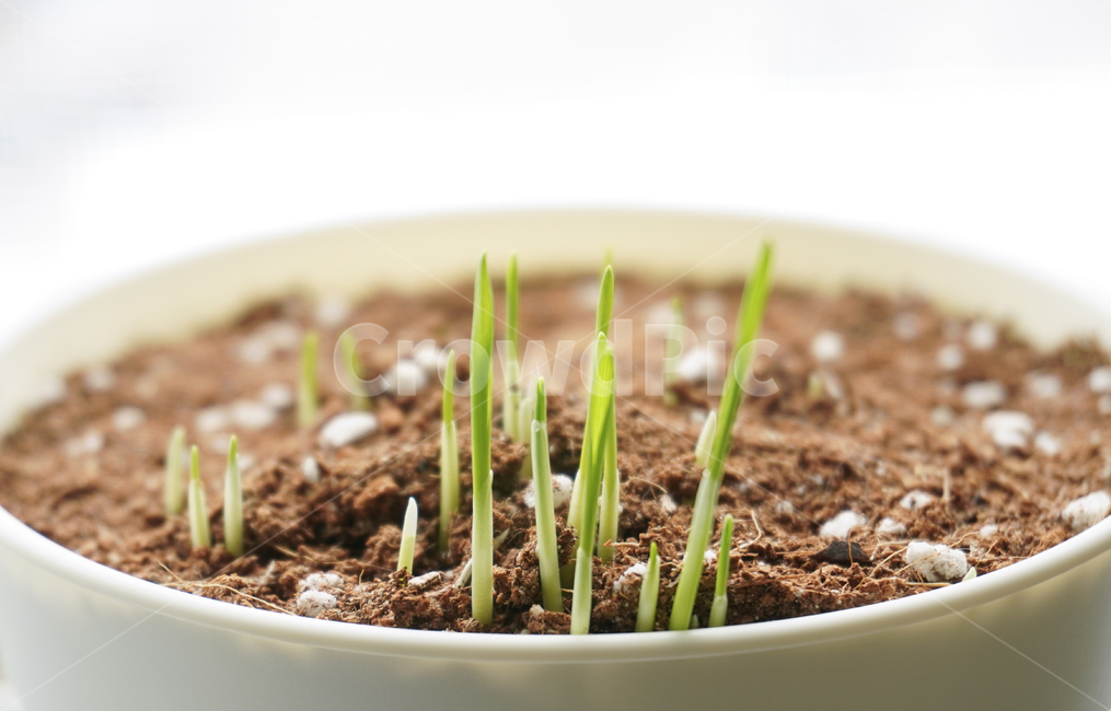 plant,식물,sprout,새싹,봄,spring,초록,green,땅,ground,soil,흙,비료,growing,자라다,화분
