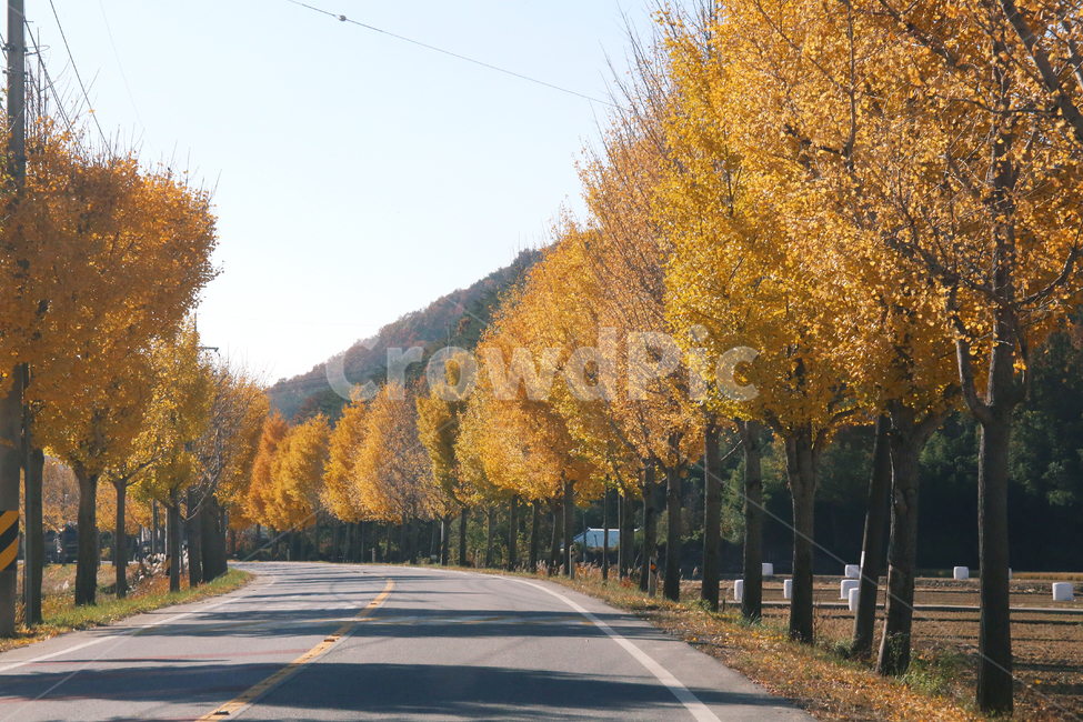 가을길,분위기,단풍,가을,노란,가을,계절,fall,autumn,season,자연,풍경,nature,landscape,asphalt,아스팔트,tree,나무,plant,식물,road,도로,freeway,고속 도로,highway,고속도로