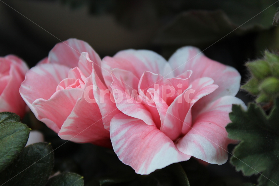 꽃,자연,nature,flowers,background,식물,자연,plants,nature,꽃,flower