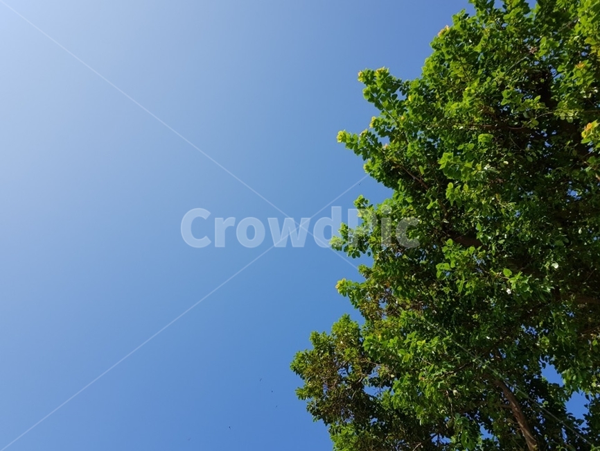tree,나무,plant,식물,하늘,구름없는하늘,푸른하늘,청명,푸른나무,여름,여름하늘,여름날씨,자연,풍경,nature,landscape