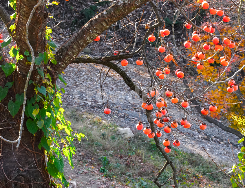 가을,감,나무,과일,열매,식용,자연,홍시,계절,식물,자연,plants,nature,과일,열매,fruit