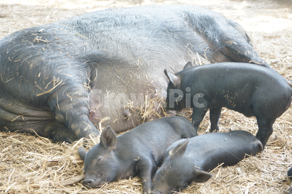 흑돼지,blackpig,jeju,제주,새끼,baby,동물,animal,hog,포유류,동물,animal,포유류,mammal