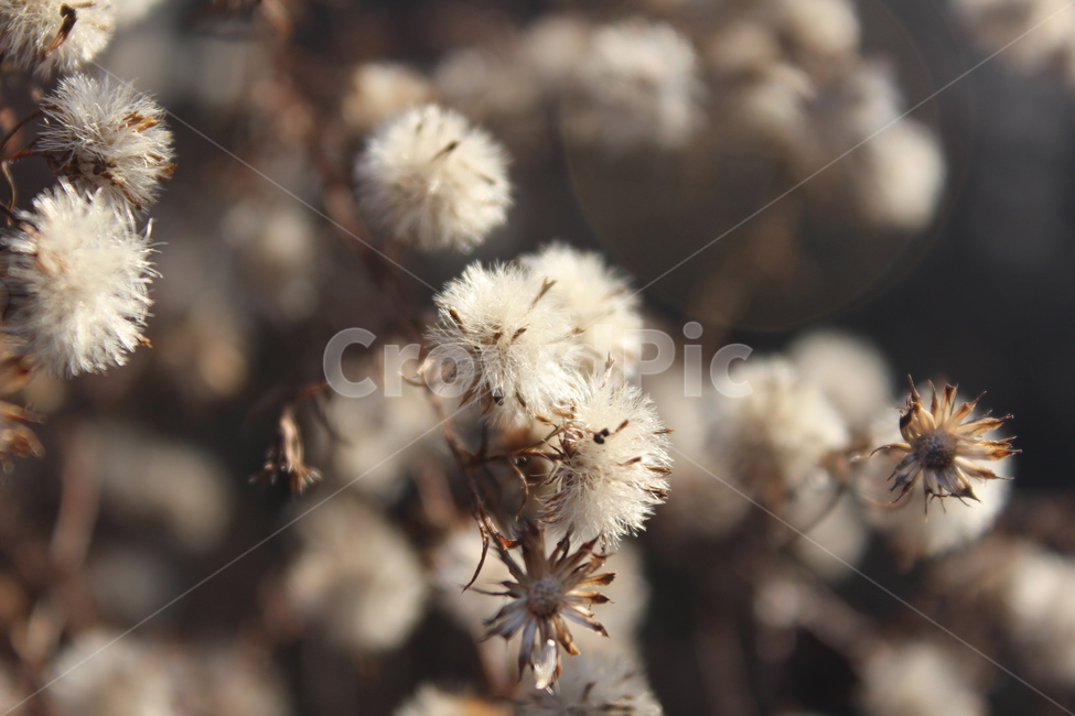 식물,white,fruit,winter,plant