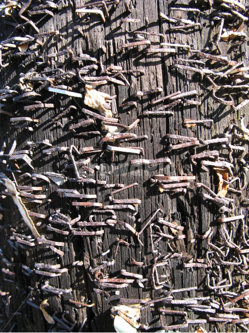 전봇대,나무전봇대,스테이플러,녹,부식,나무,흔적,woodenpole,telephonepole,staples,rust