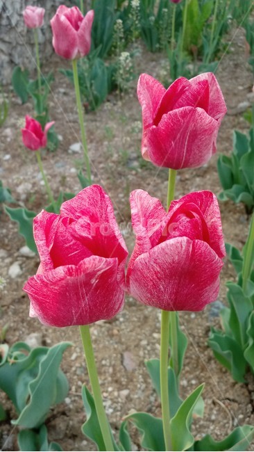 tulip,백합과,구근초,여러해살이화초,꽃,튤립,봄,식물,자연,springseasonflower,식물,자연,plants,nature,꽃,flower