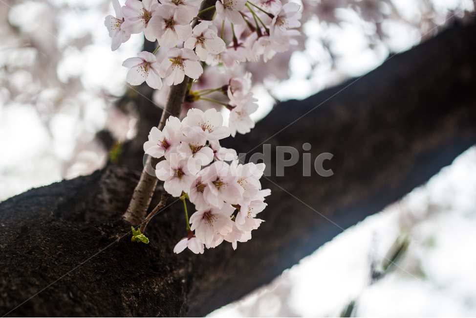 spring,cherryblossoms,pink,warm,벚꽃,분홍색,핑크색,봄,따듯함,plant,식물,blossom,꽃