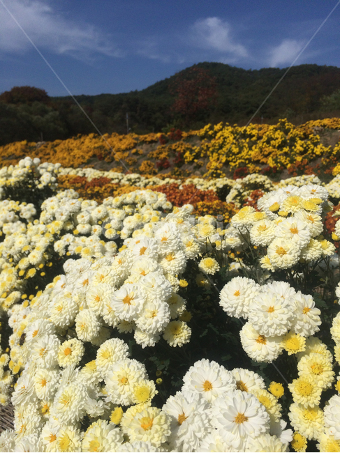 국화꽃,국화밭,국화,가을,식물,plant,꽃,flower