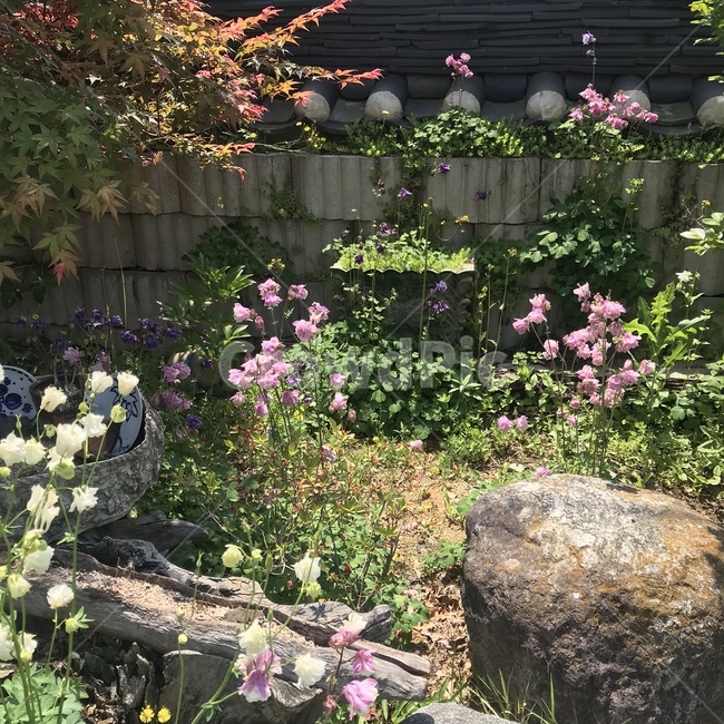 자연,마당,nature,꽃,yard,식물,자연,plants,nature,꽃,flower