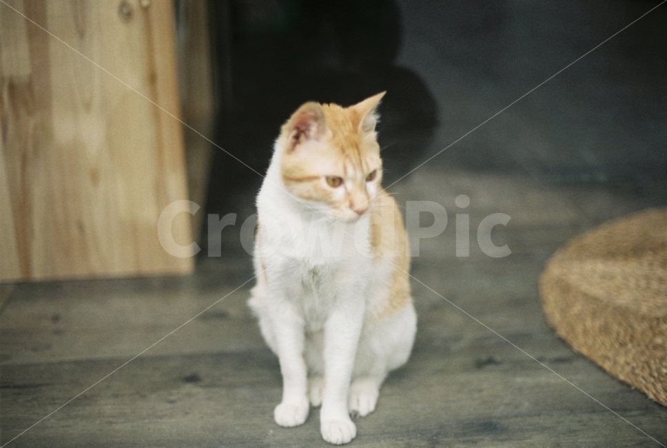 동물,길에서,고양이,아날로그,필름,필름카메라,Nikon,Fm2,동물,animal,포유류,mammal,고양이,cat,kitten,kitty,감성,sensible,feeling
