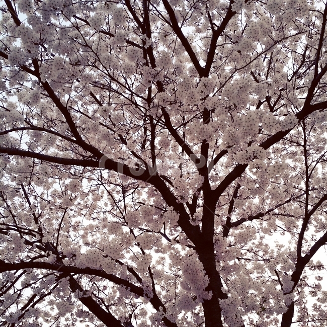 벚꽃,자연,나무,벚꽃나무,핑크,분홍,봄,계절,spring,season,식물,자연,plants,nature,나무,trees,wood,plant,flower,꽃,cherry blossom,blossom
