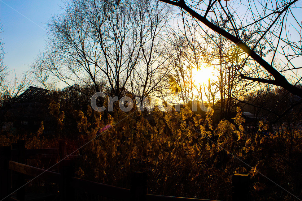 flare,플레어,light,빛,sunlight,햇빛,자연,nature,갈대