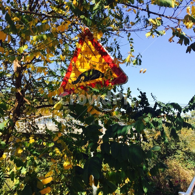 leaf,잎,plant,식물,나무,자전거