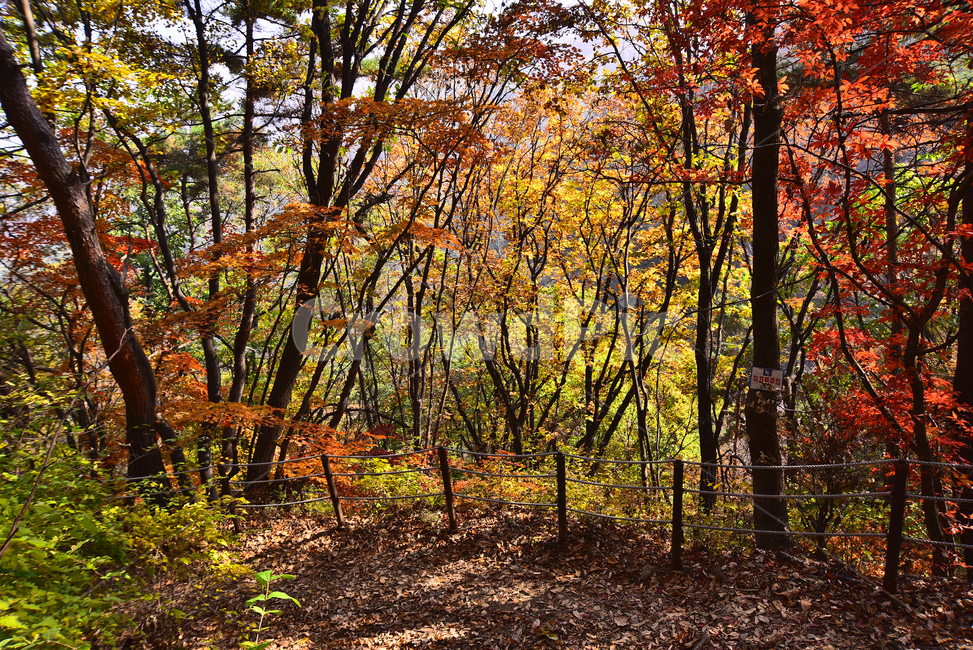 가을,가을배경,한국자연경관,배경,바탕,백그라운드,단풍숲,계절,시즌,season,outdoor,옥외,야외,식물,plant,flowers,autumn,fall,background,maple,tree,찬란한,칼라풀,colorful,forest,가을풍경,단풍산,등산로,산책로,힐링,형형색색,가을산,healing,가을,계절,fall,autumn,season,자연,풍경,nature,landscape,ground,바닥,나무