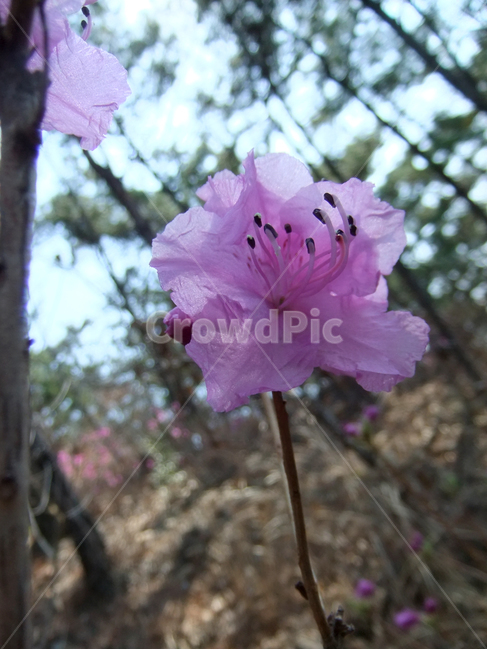 flower,geranium,제라늄,plant,꽃,blossom,식물,진달래꽃,진달래,봄,산,spring,mountain,azalea,자연,공원,야외,식물,자연,plants,nature,꽃,flower