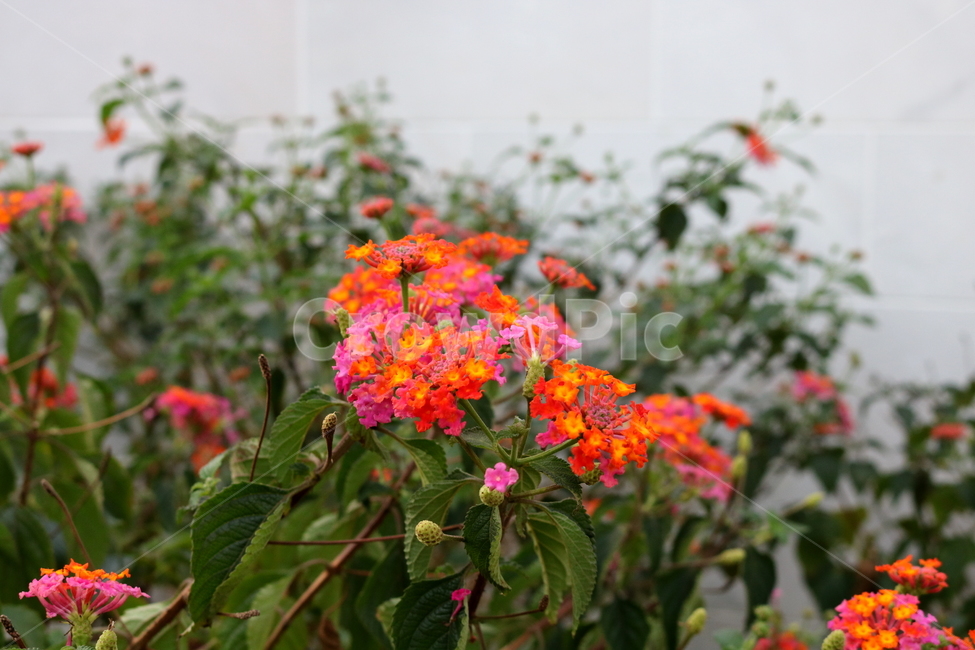 란타나,꽃,란타나꽃,식물,나무,자연,마편초과,식물원,식물,자연,plants,nature,꽃,flower