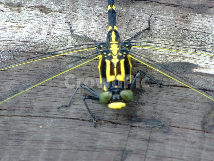 잠자리,곤충,노랑잠자리,휴식,벌레,동물,animal,곤충,벌레,insect,bug