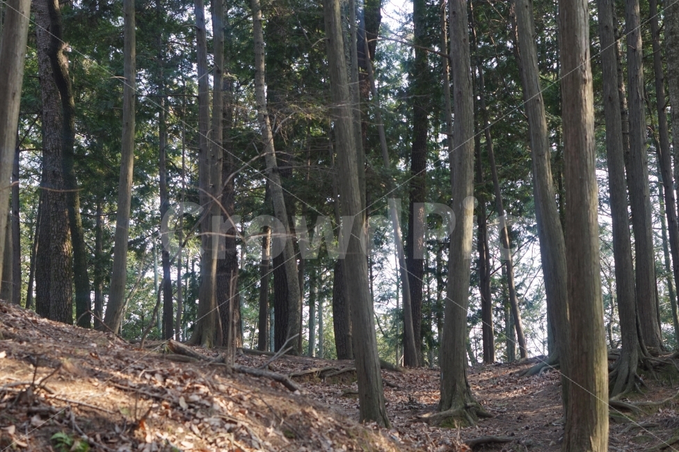 숲,나무,편백나무숲,겨울산,고독함,자연,풍경,nature,landscape,tree,plant,식물,tree trunk,나무 줄기