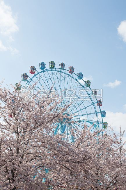 벚꽃,꽃,봄,봄꽃,관람차,대관람차,놀이기구,놀이동산,기구,하늘,감성,봄,계절,spring,season,놀이공원,놀이동산,놀이터,amusement park,playground