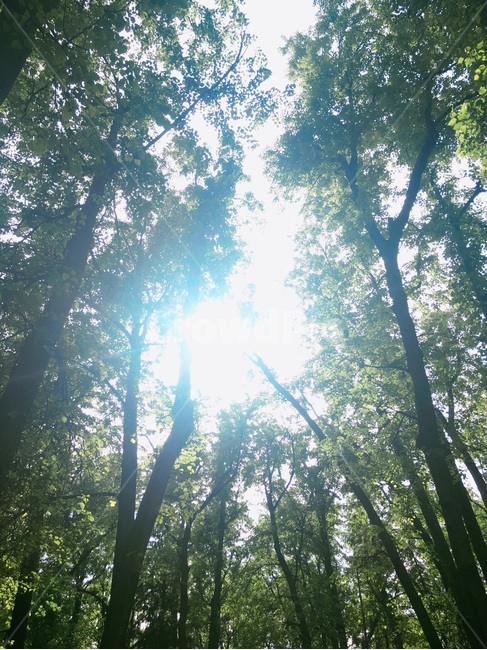 공원,park,숲,자연,forest,nature