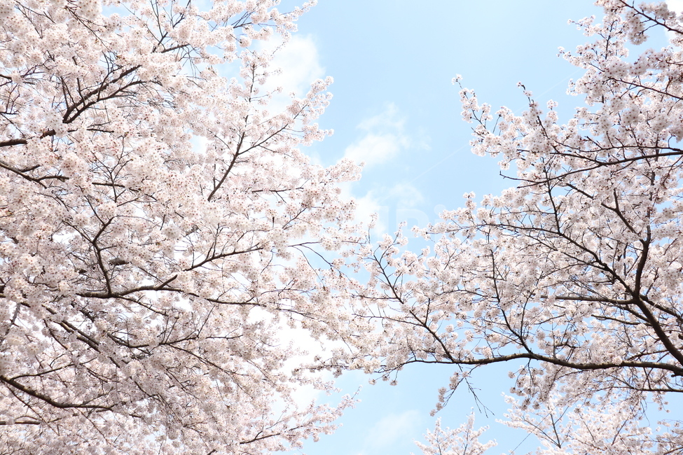벚꽃,하늘,시골,나무,봄,봄,계절,spring,season,자연,풍경,nature,landscape,plant,식물,blossom,꽃,flower,cherry blossom