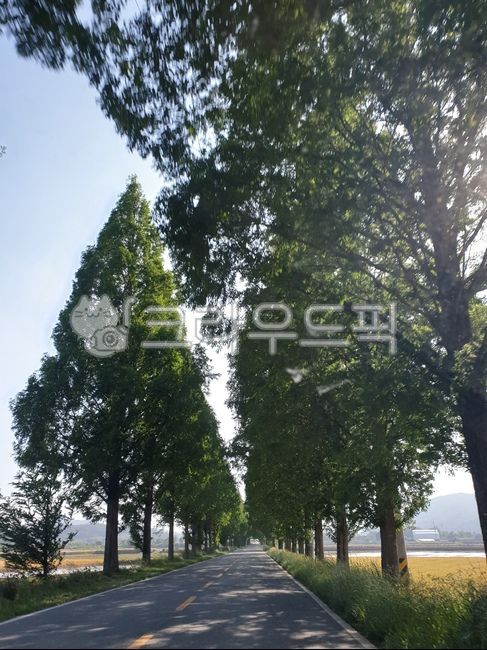 시골,풍경,농로,가을느낌,한국자연풍경,한국자연경관,마을,식물,나무,휴식,힐링,도로,nature,landscape,koreanaturelandscape,rural,towb,plants,trees,wood,rest,relaxation,healing,road,농작물,자연,논,밭,길,농촌,시골길,하늘,구름,농사,농업
