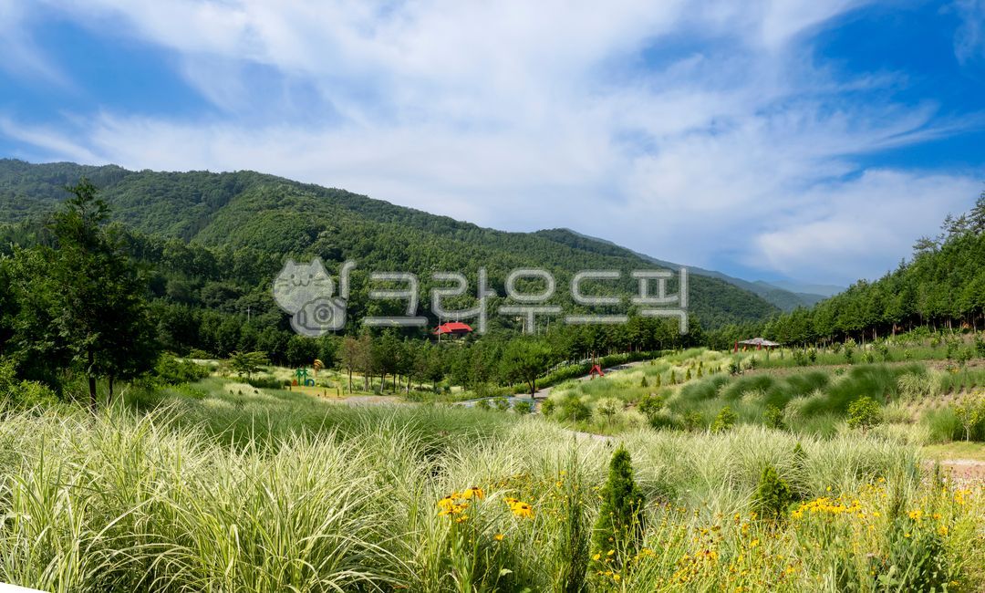 Hill,hydrangea flower,Silver grass,house,building,summer,cloud,Hydrangea Park,path,mountain,sight,silver grass,pension,mountainside,park,sky,green,Cypress Forest,nature,fresh green,cypress tree,wildflowers,valley