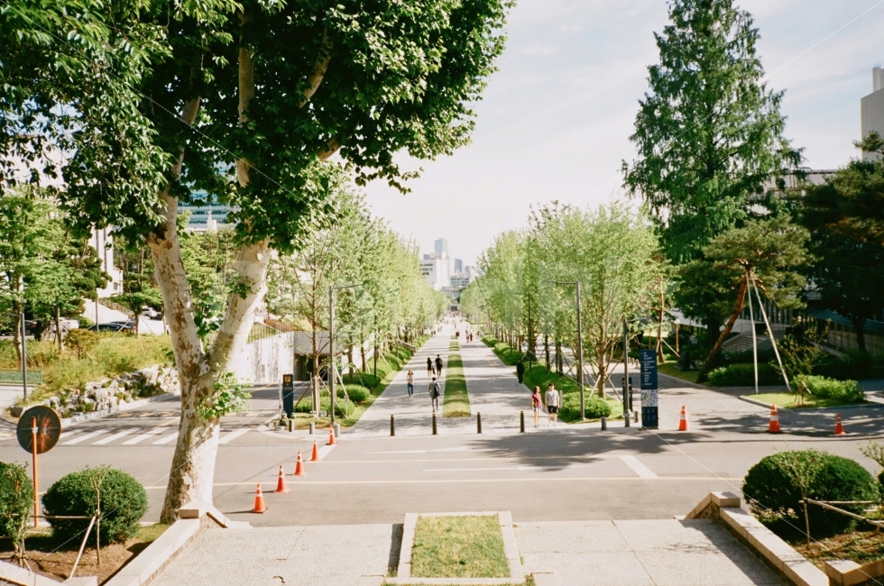 연세대학교,대학교,university,풍경,landscape,학교,school,자연,nature,나무,tree,거리,street,도로,road,교육,학교,공부,education,learning,study,school