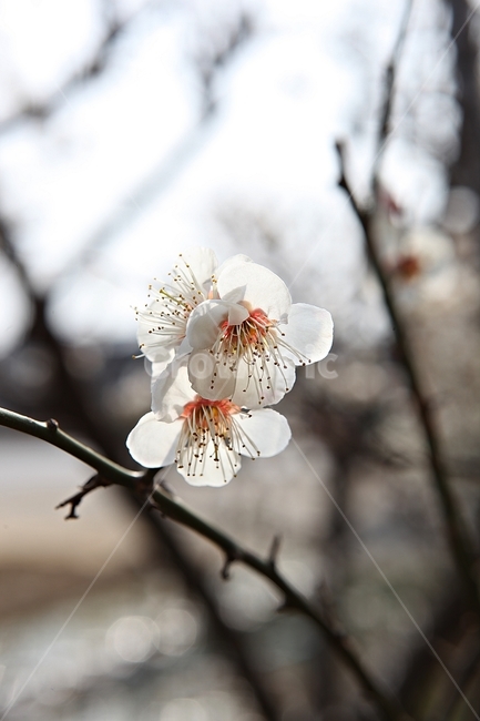 매화꽃,매화,꽃,꽃잎,봄꽃,봄,공원,식물,자연,식물,자연,plants,nature,꽃,flower