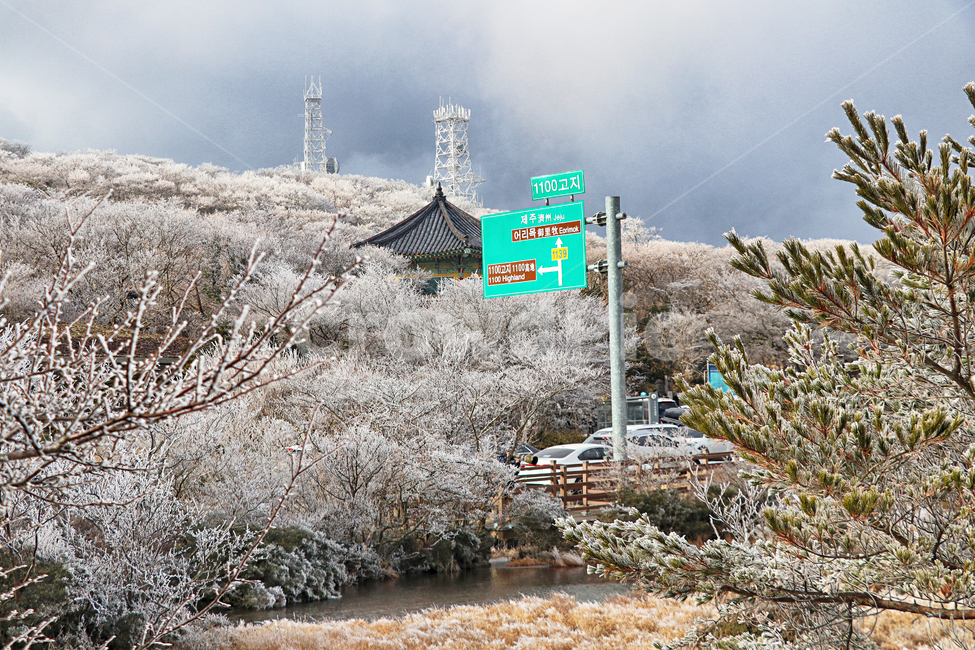 제주도,한라산,1100고지,한라산1100고지,설경,눈꽃,눈,겨울,snow,옥외,자연