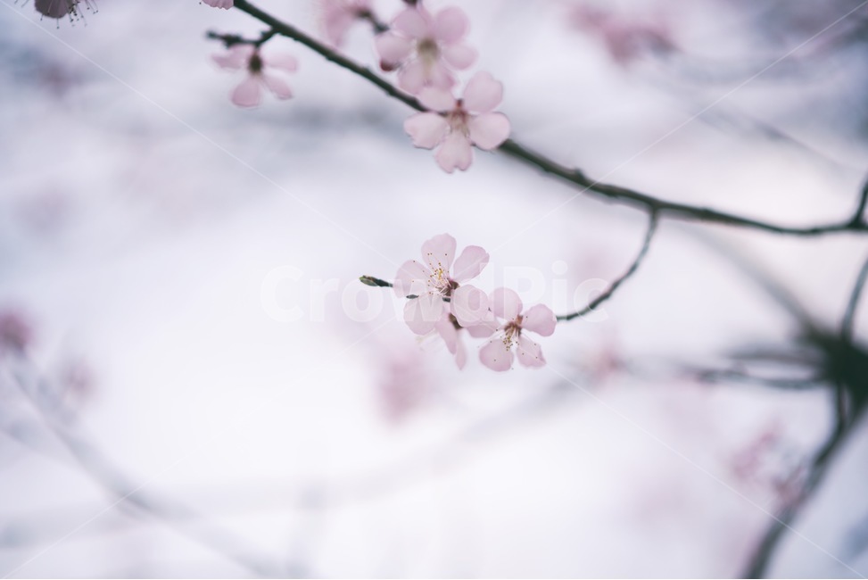 봄,벚꽃,꽃,4월,flower,봄,계절,spring,season,식물,자연,plants,nature,꽃,flower,plant,blossom