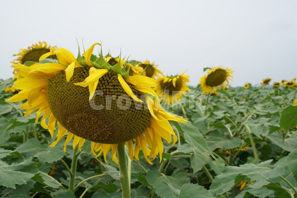 해바라기,국화과,식물,해바라기꽃,두상화,규화,항일화,sunflower,식물,자연,plants,nature,꽃,flower