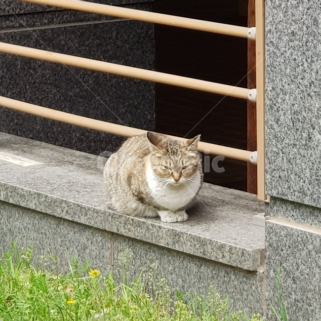 동물,cat,고양이,애완동물,pet,animal,냐옹이,길고양이,아파트,잠자는고양이,냥냥이,고냥이,귀여움,동물,animal,포유류,mammal,고양이,cat,kitten,kitty